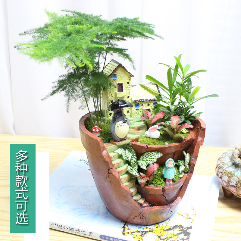 创意绿植DIY景观小盆栽