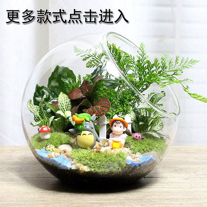 包邮 微景观 创意植物 迷你盆栽 DIY植物 生日礼物 苔藓生态瓶