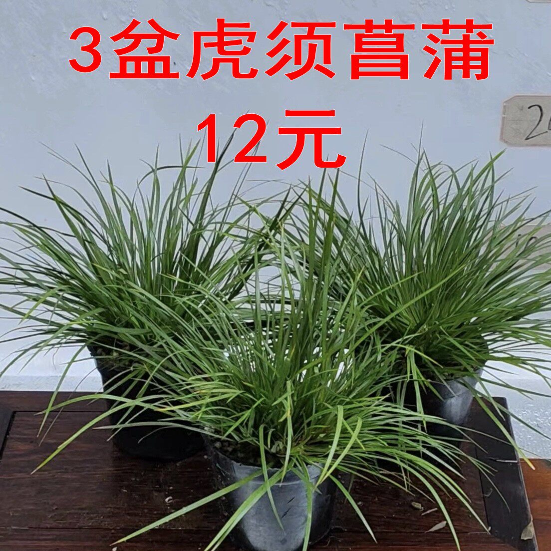 3盆虎须菖蒲包邮假山草附石蒲草小草山野草吸水石植物绿植庭院