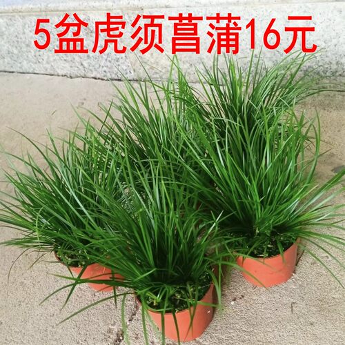 菖蒲庭院花园好看漂亮