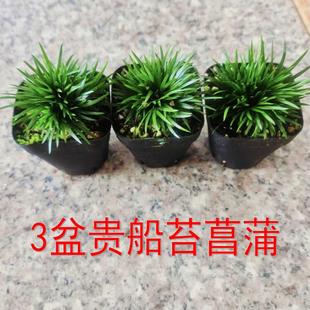 3盆贵船苔菖蒲盆景苔藓微景观素材绿植植物山野草盆栽水陆缸