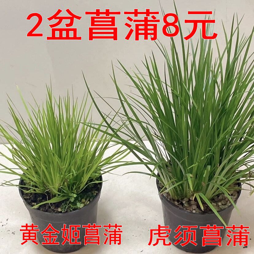 菖蒲2盆黄金姬虎须盆栽山野草假山草吸水石附石绿植小草禅意