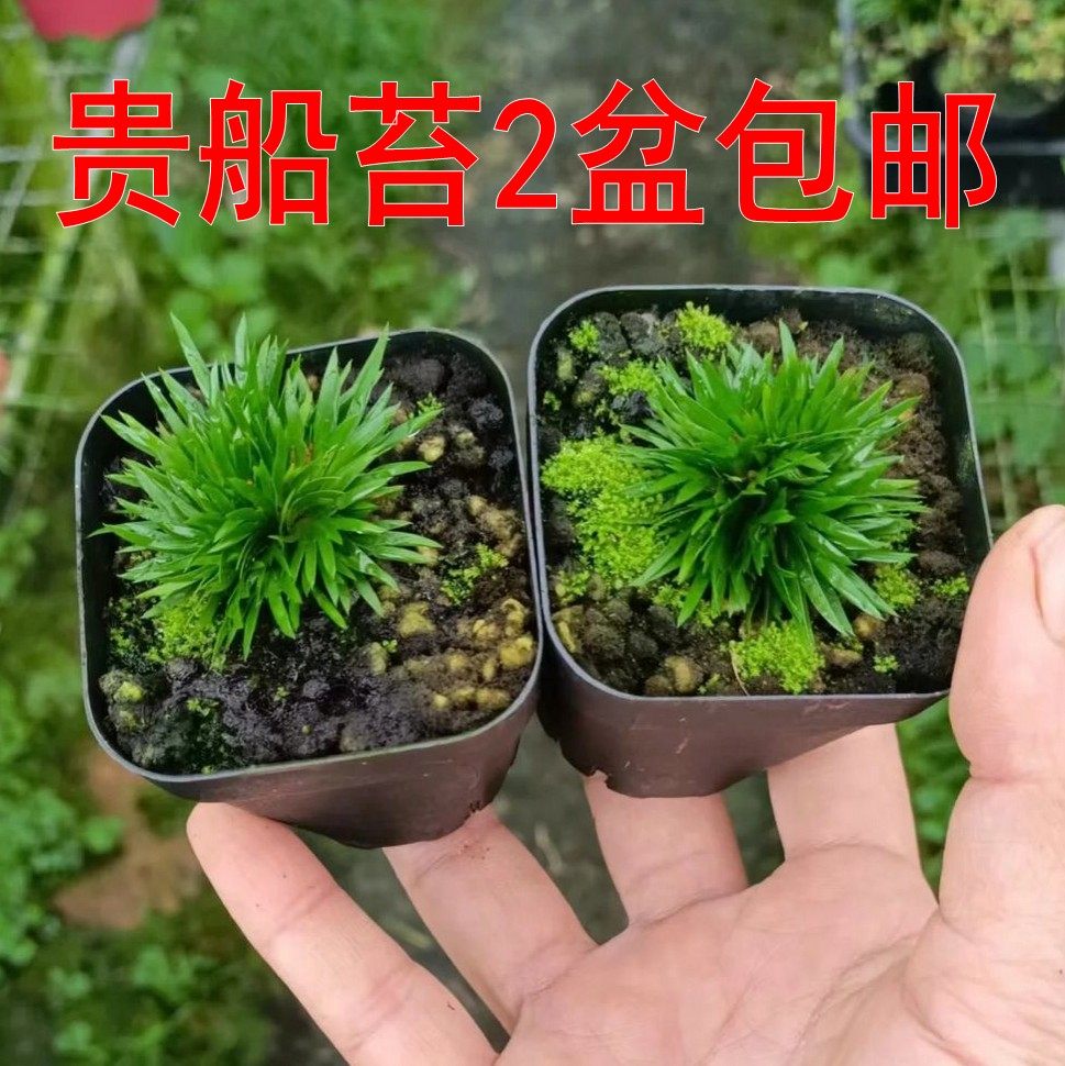 【日本贵船苔菖蒲2盆包邮】迷你草盆景苔藓微景观搭配水陆缸绿植