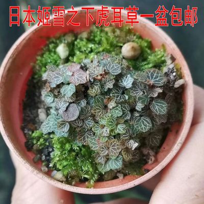 虎耳草庭院花园好看漂亮