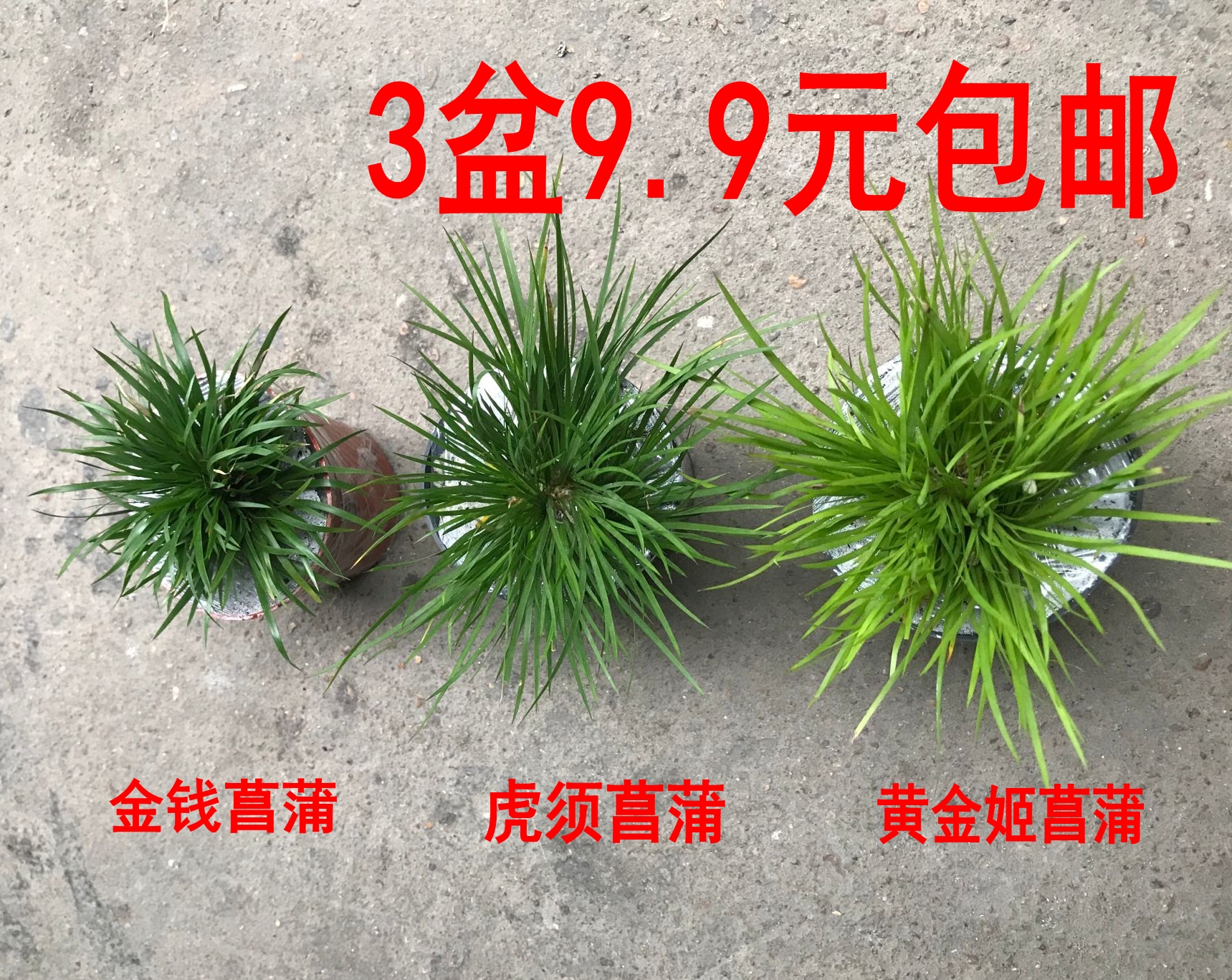 盆栽草本植物美观庭院漂亮