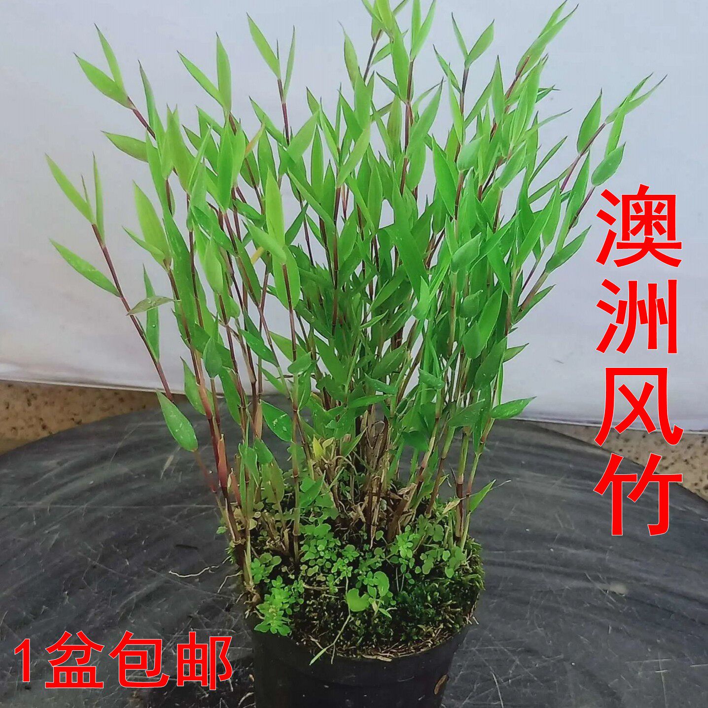 【澳洲风竹1盆包邮】矮生竹子盆景迷你竹盆栽山野草茶室绿植