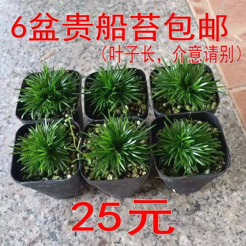 菖蒲庭院花园好看漂亮