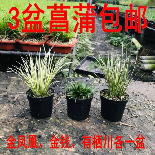 菖蒲庭院花园好看漂亮