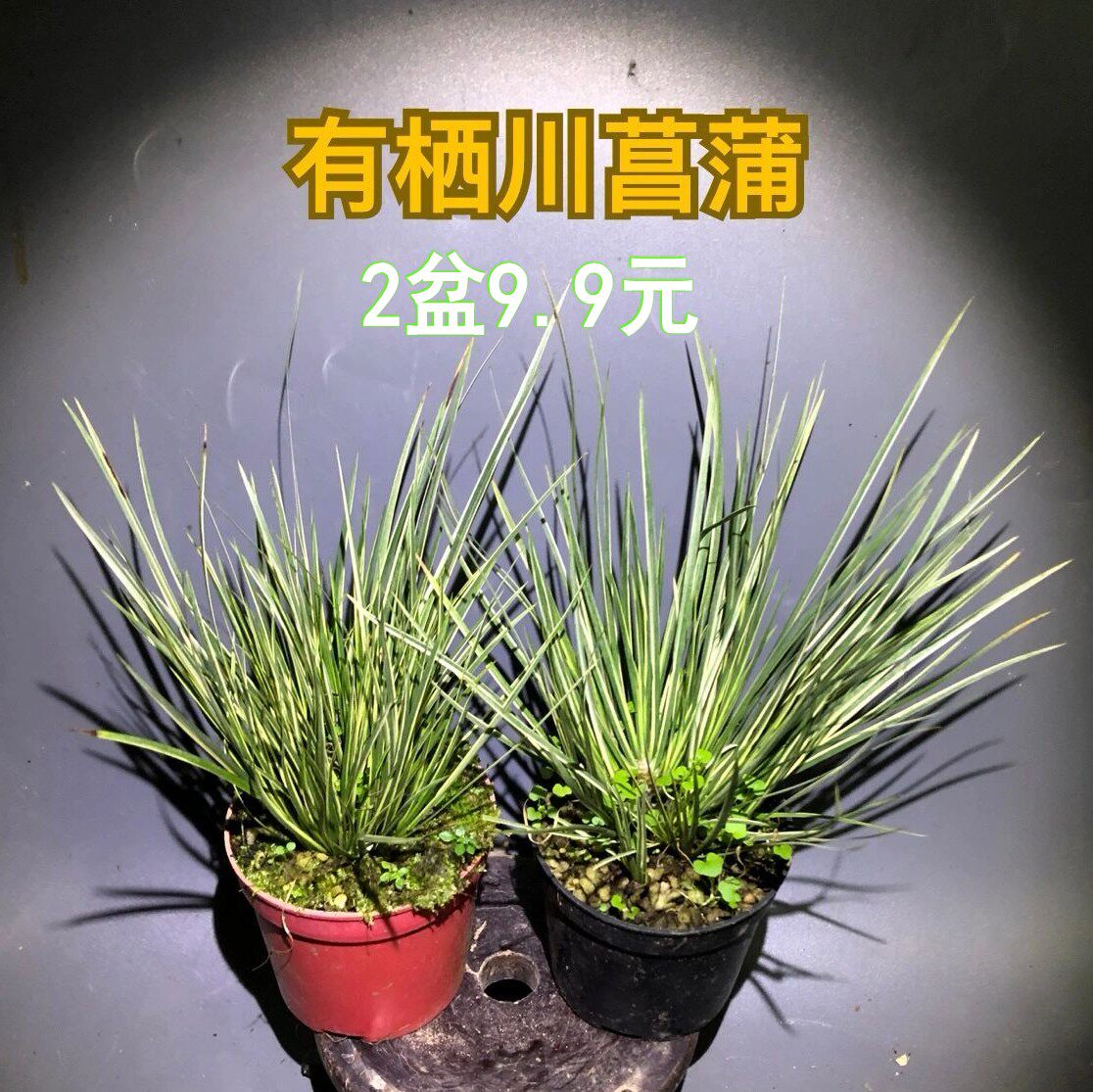 9元包邮】有栖川菖蒲2盆水陆缸绿植乌龟缸植物水培盆景山野草
