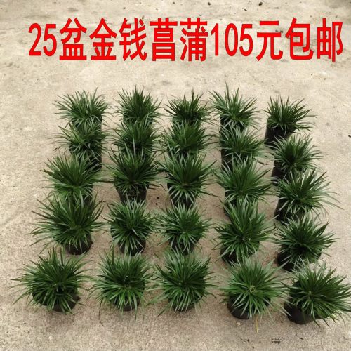 好看菖蒲好看漂亮庭院花园