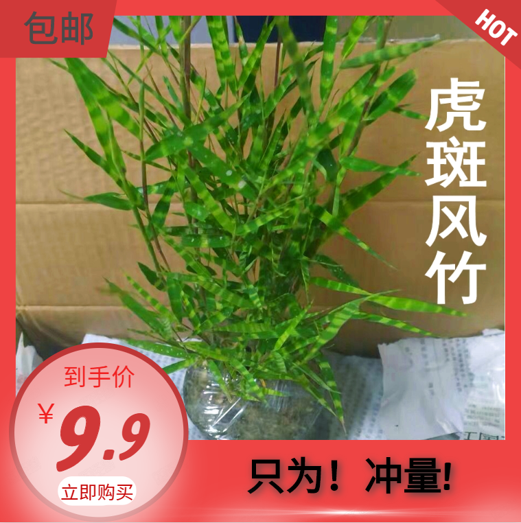 9包邮【日本虎斑风竹】 微型盆景微型迷你小竹子盆景山野草盆栽