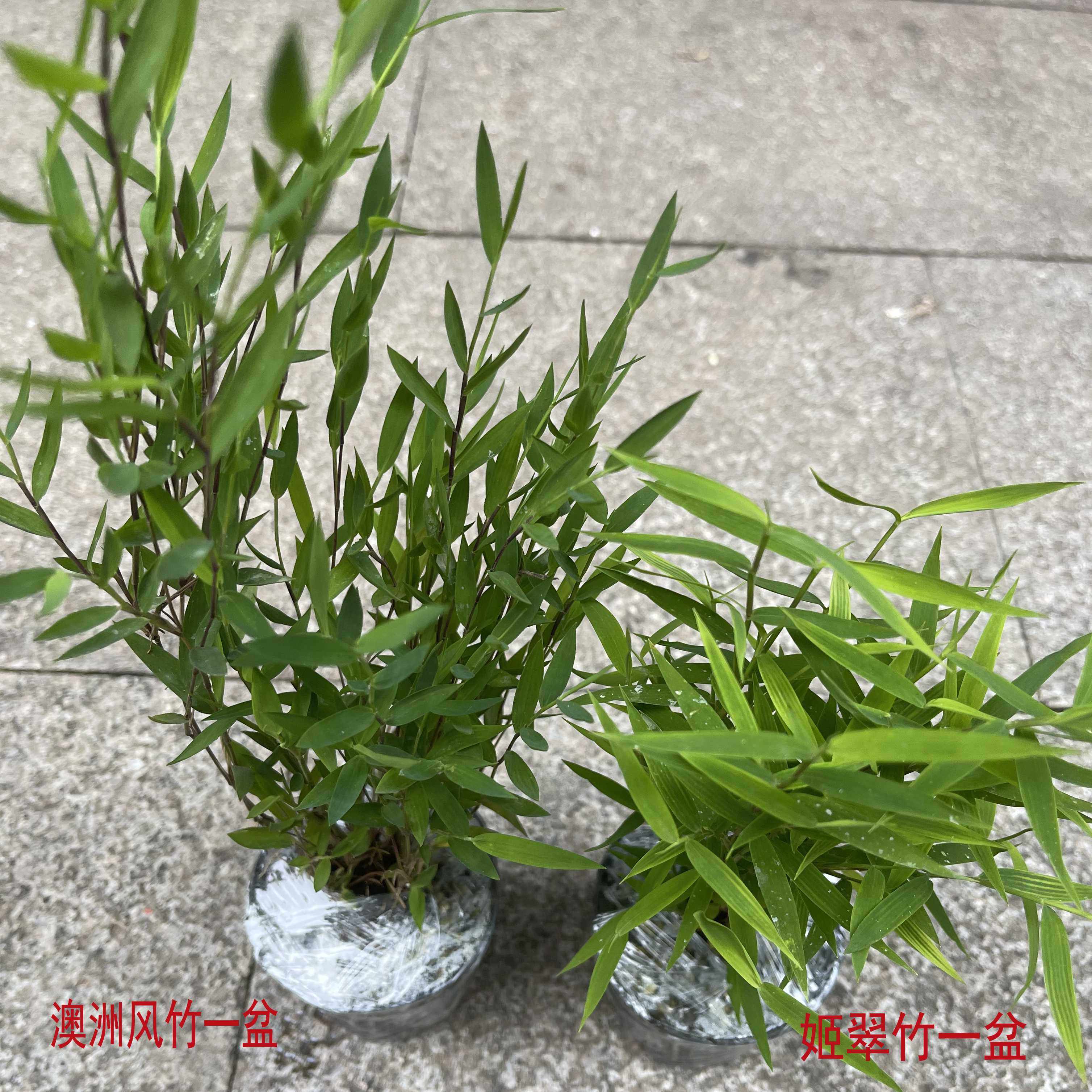 2盆竹子套餐只需19元含澳洲风竹和姬翠竹迷你小竹子盆景四季常青