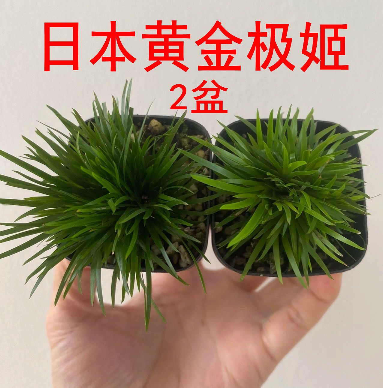 日本黄金极姬两盆包邮迷你菖蒲苔藓微景观素材水陆缸绿植有点绿