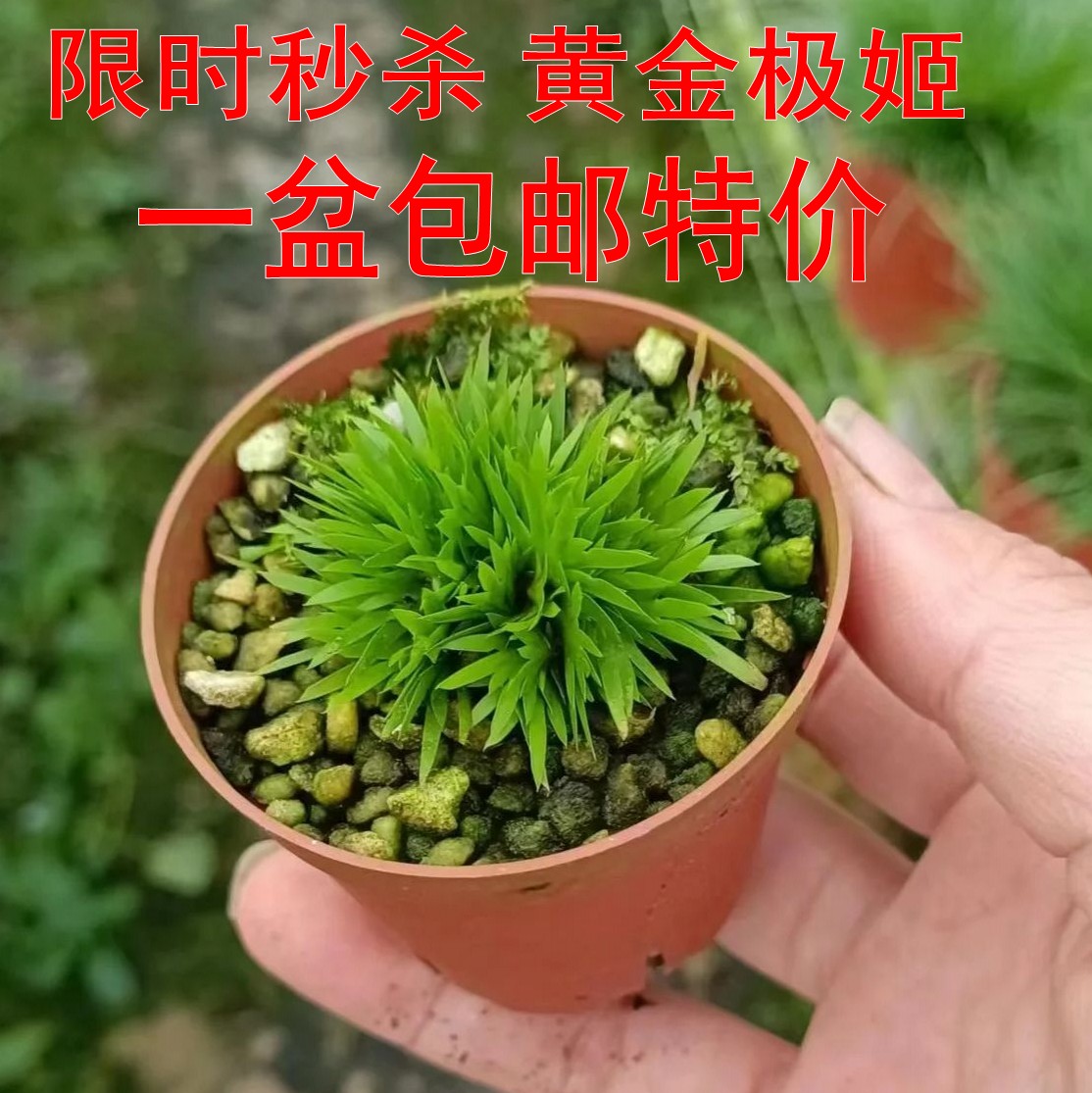 日本黄金极姬一盆包邮迷你菖蒲苔藓微景观绿植素材小型蒲草盆景