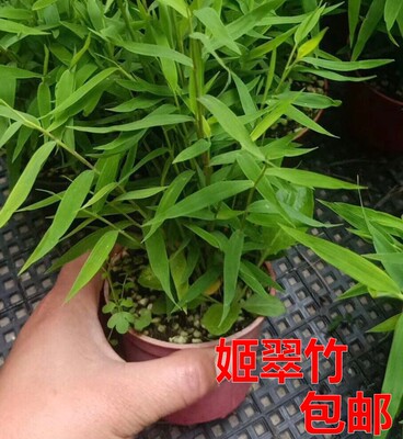 竹子山野草盆栽好看茶室无