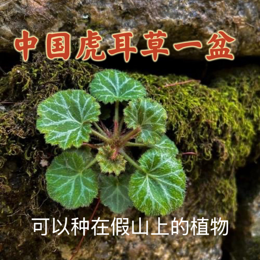 1盆中国虎虎耳草山野草盆栽可以种在吸水石假山上的绿植植物小草
