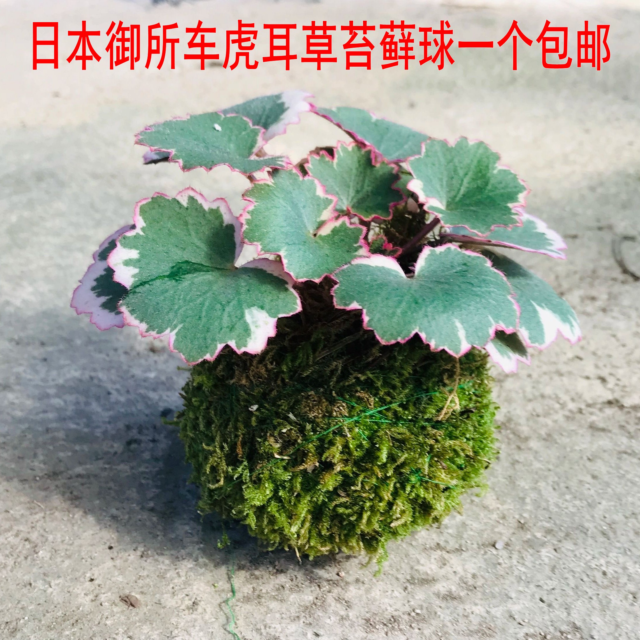 虎耳草庭院花园好看漂亮