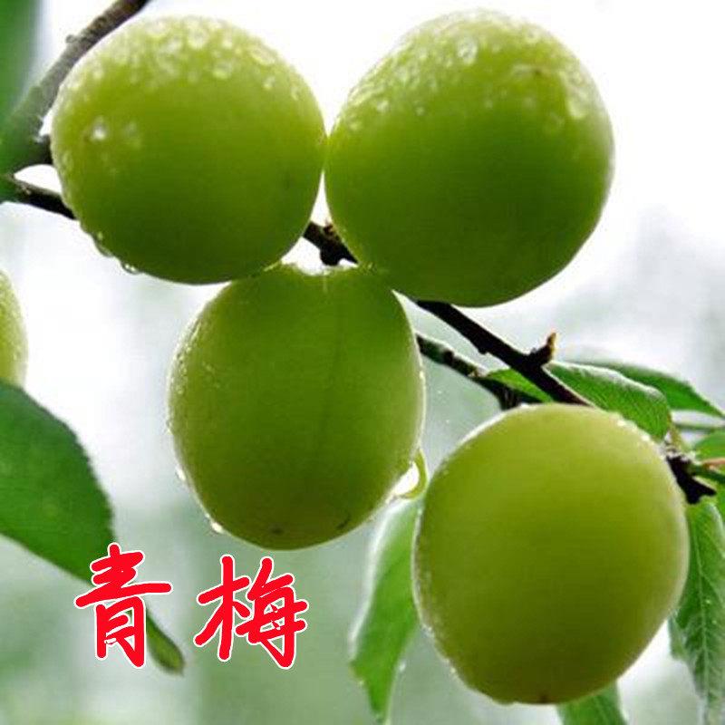 新品种特大梅子苗青梅树果苗南北方庭院种植地栽盆栽当年结果