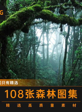 热带雨林植物高清摄影图海报背景绿色树叶唯美图集