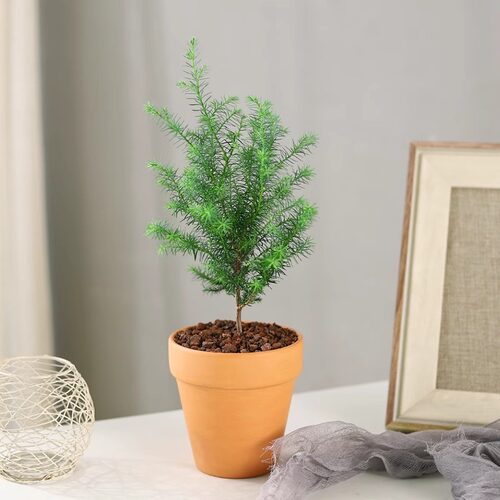 凤尾雪松盆栽绿植好养活室内四季常青办公室植物净化空气松树盆景