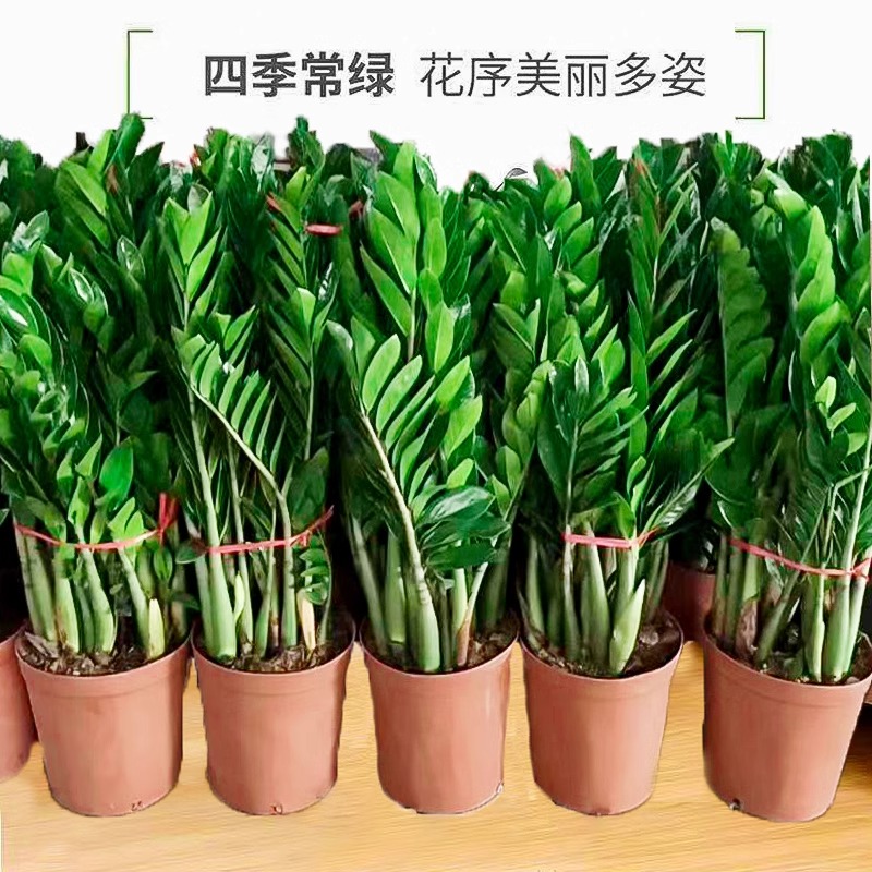 金钱树盆栽植物室内花卉大型客厅好养绿植大摇钱串子招财小发财树