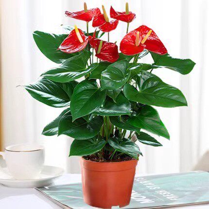 水培红掌白掌盆栽一帆风顺花卉植物室内好养绿植鸿运当头