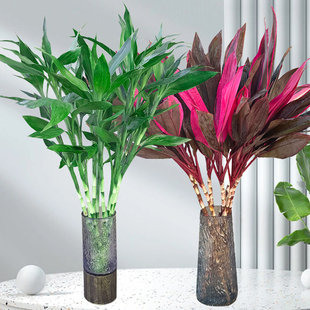 富贵竹水培植物转运开运竹花卉绿植盆栽绿萝室内花客厅水养节节高
