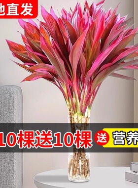 富贵鸿运竹水培植物紫竹转运竹室内绿植客厅红叶小盆栽