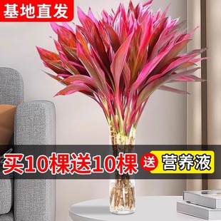 富贵鸿运竹水培植物紫竹转运竹室内绿植客厅红叶小盆栽