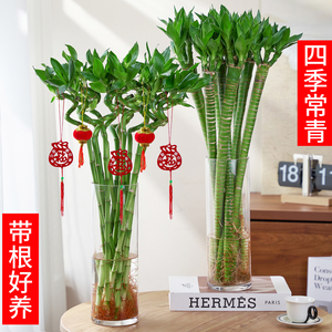 水培植物富贵竹转运竹子室内客厅绿植盆栽开运竹文昌龙竹节节高花