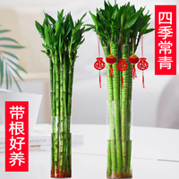 文昌竹龍竹4支帶根水養(yǎng)富貴轉(zhuǎn)運(yùn)竹節(jié)節(jié)高水培植物室內(nèi)客廳植物