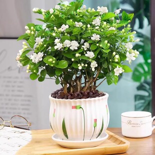 茉莉花苗盆栽树苗水培带花苞九里香栀子花绿植物四季室内花卉