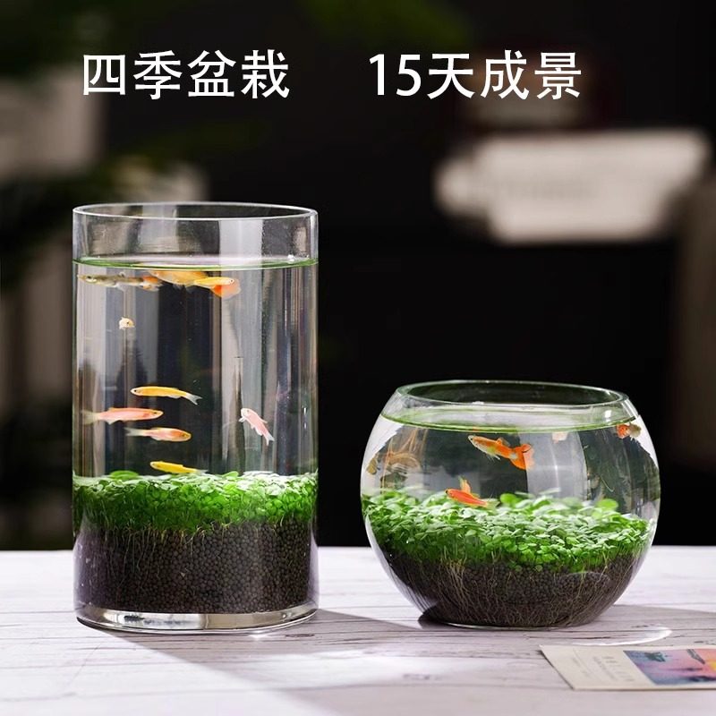 生态玻璃瓶水草种子真植物种籽盆栽套餐造景水培装饰草缸桌面鱼缸,家居饰品,花瓶,淘宝优惠券,粉丝福利购,淘宝优惠卷