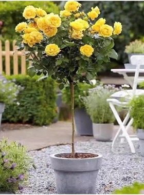 黄色棒棒糖苏格兰黄油浓香型切花玫瑰苗盆栽亮抗病月季花