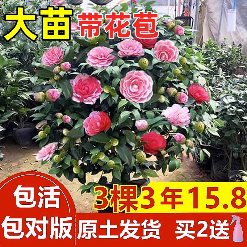 香妃山茶花盆栽带花苞五色赤丹花卉植物室内好养茶花树苗四季开花-封面