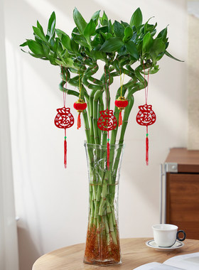 富贵竹水培植物转运竹子室内客厅绿植盆栽开运竹文昌龙竹节节高