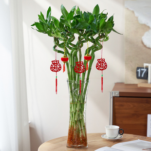 富贵竹水培植物转运竹子室内客厅绿植盆栽开运竹文昌龙竹节节高