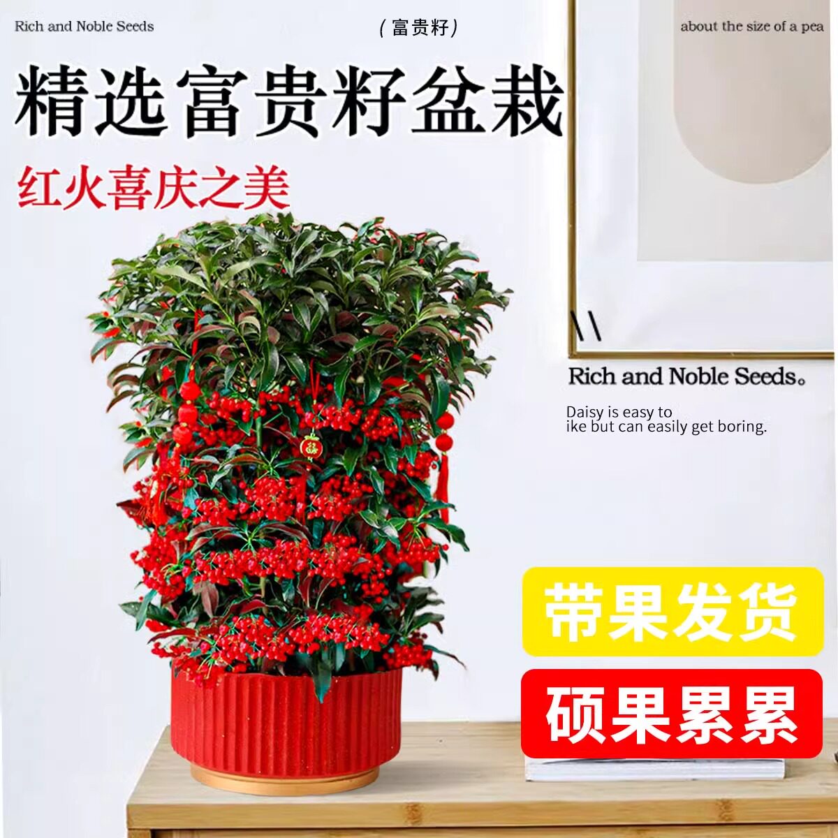 富贵籽盆栽老桩金玉满堂黄金万两植物室内客厅耐寒年宵花盆景绿植