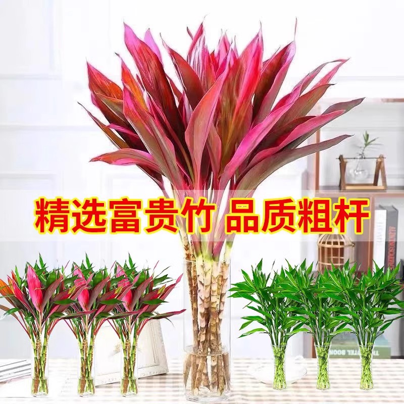 紫竹鸿运富贵竹水培植物水养带根转运竹子盆栽室内客厅发财竹带根