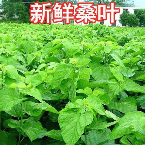 现摘鲜嫩大叶桑叶养蚕饲料