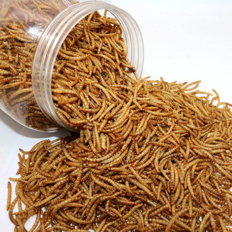 面包虫黄粉虫干宠物零食补充高蛋白鹌鹑芦丁鸡仓鼠龟鸟类用蛋白虫