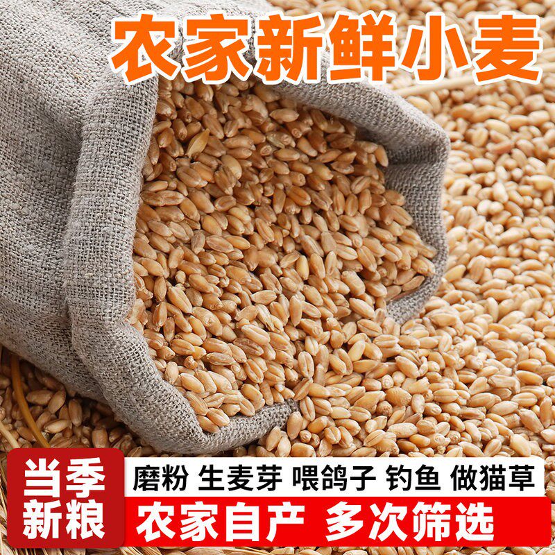 新小麦粒带皮小麦酿酒发芽猫草磨面食用做麦芽糖喂鸽子喂鸡鸽子鸟