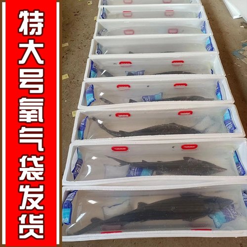 活鲟鱼养殖中华鱼活体鱼