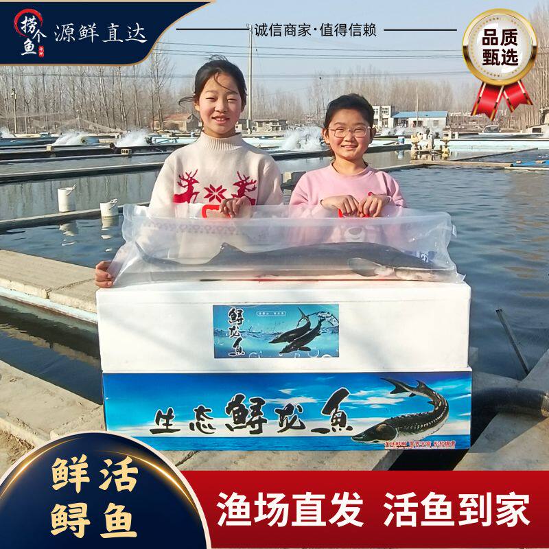 捞个渔活鲟鱼养殖中华鱼活体鱼