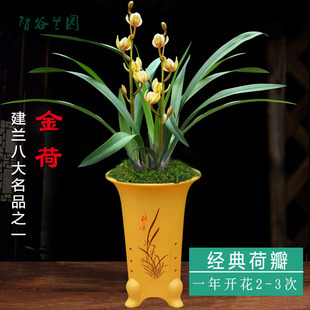 中矮叶形室内花卉植物盆栽 荷瓣老品种建兰金荷 经典 浓香名贵兰花