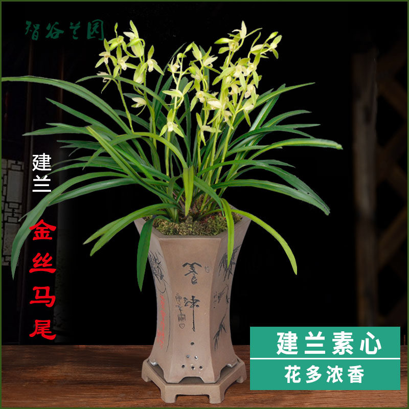 浓香素心建兰金丝马尾带花苞兰花白色四季兰开2-3次花 细叶盆栽花