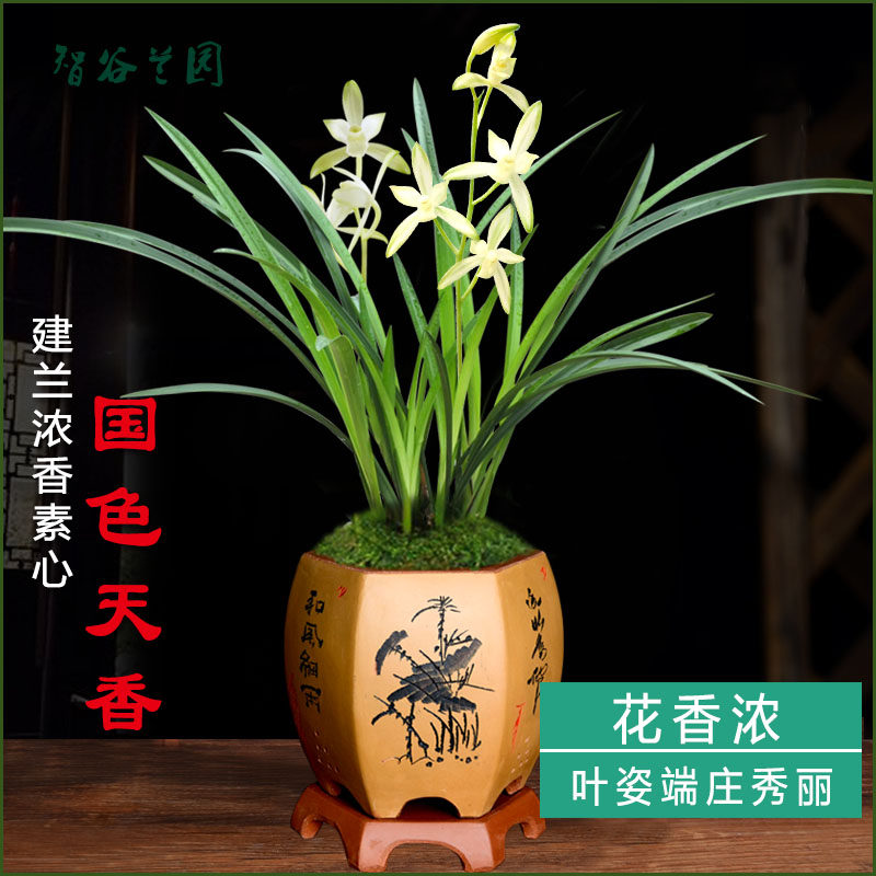 浓香素心兰花建兰国色天香 复色花四季兰细叶名贵兰花 先明艺花卉