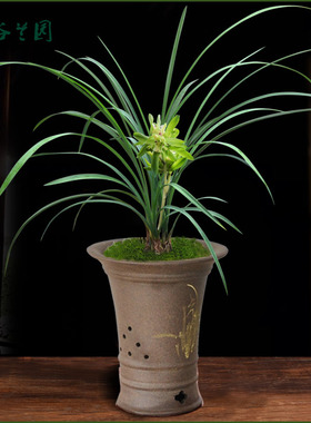 浓香老种春兰奇花余蝴蝶 细叶兰花龙字花开富贵观赏盆栽花卉植物