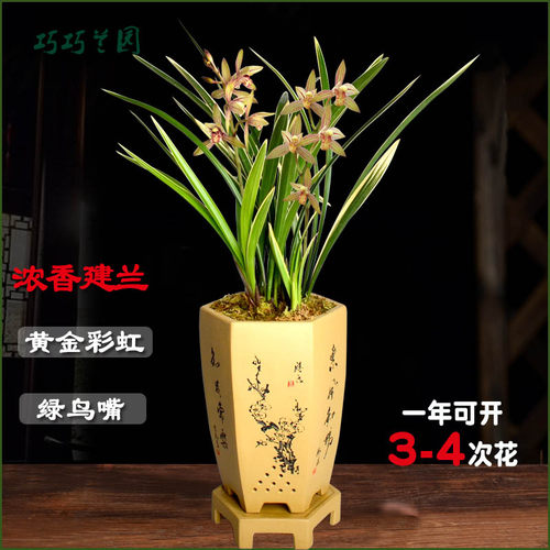 浓香兰花建兰四季兰黄金彩虹