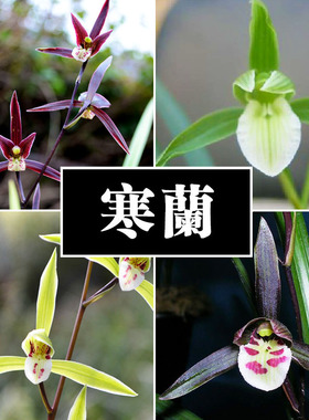 江西小叶细叶寒兰名贵素心兰花大叶寒兰虎山素建兰四季兰花卉植物